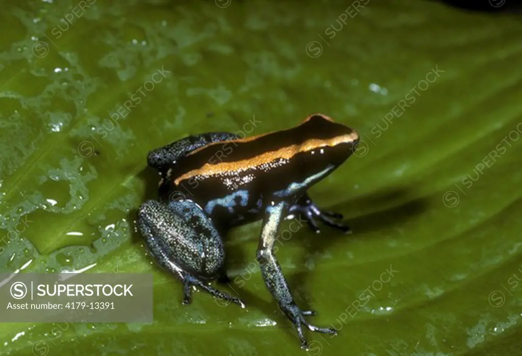 Poison Arrow Frog (Phyllobates vittatus)
