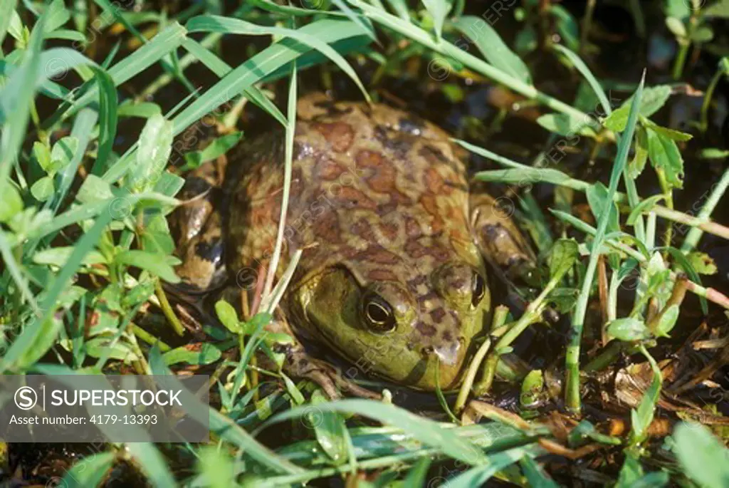 Pig Frog (Rana grylio)