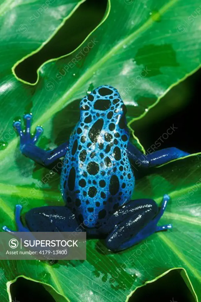 Poison Dart Frog male (Dendrobates azureus)