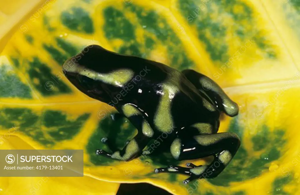Arrow Poison Frog (Dendrobates auratus), Costa Rica