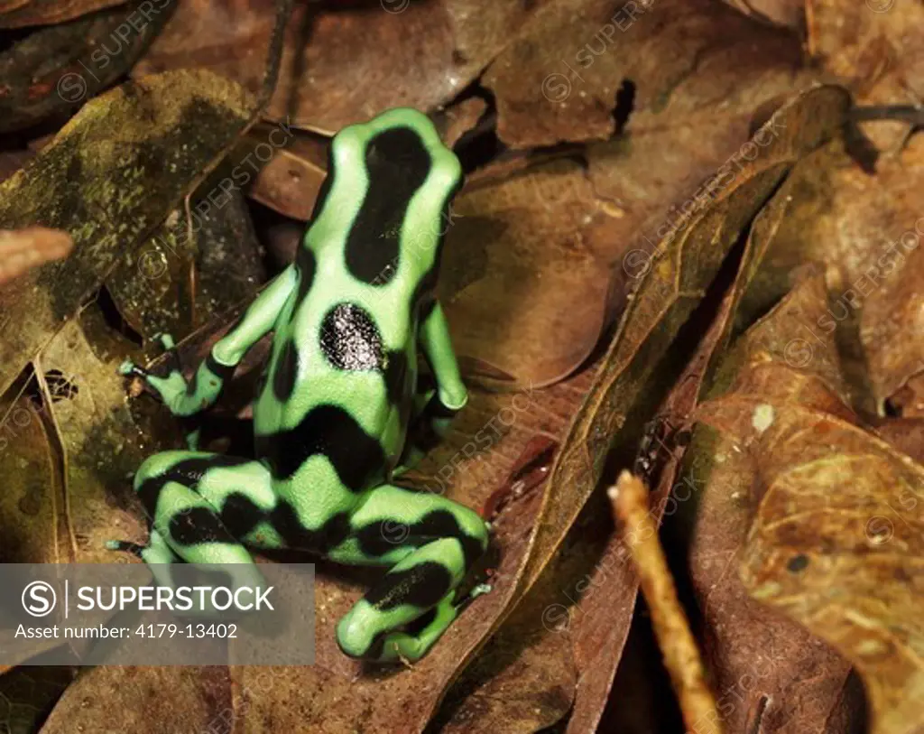 Green & Black Poison Dart Frog (Dendrobates auratus) La Selva, Costa Rica
