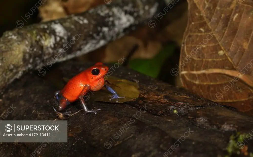 Strawberry Poison-dart Frog (Dendrobates pumilio) La Selva, Costa Rica