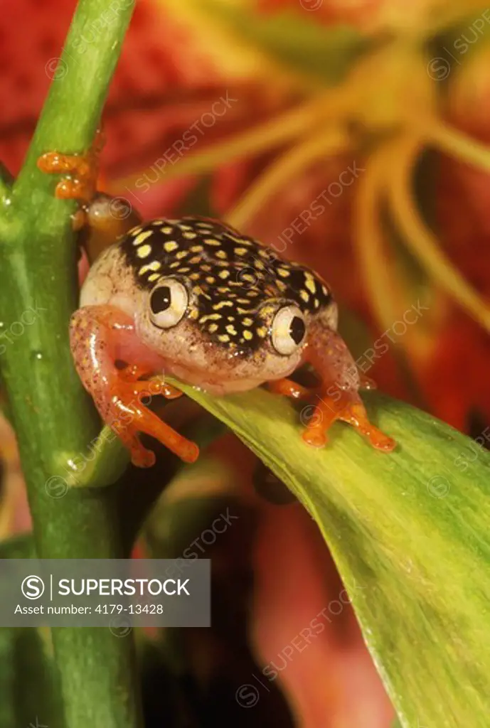 Whitebelly Reed-Frog (Heterixalus alboguttatus) Madagascar       IC