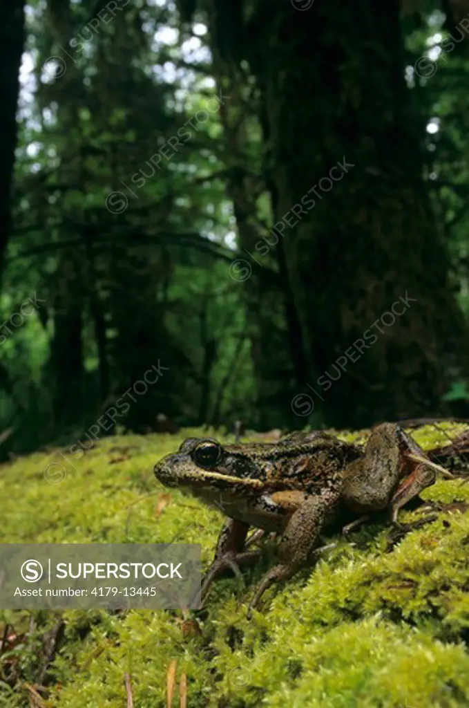 Red-legged Frog (Rana aurora) Olympic NP - Washington
