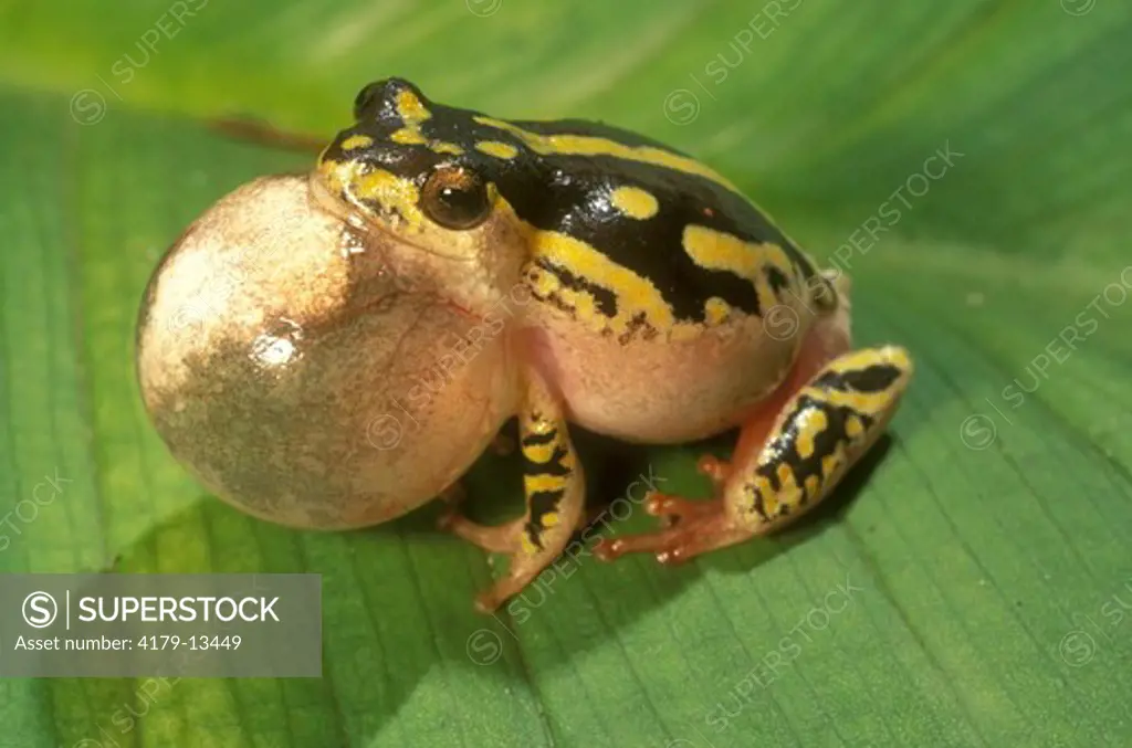 Painted Reed Frog calling (Hyperolius marmoratus), male, KwaZulu-Natal Midlands S. Africa