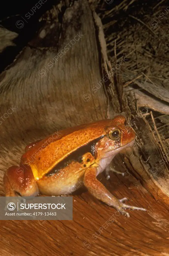 Tomato Frog (Dyscophus guineti), Madagascar