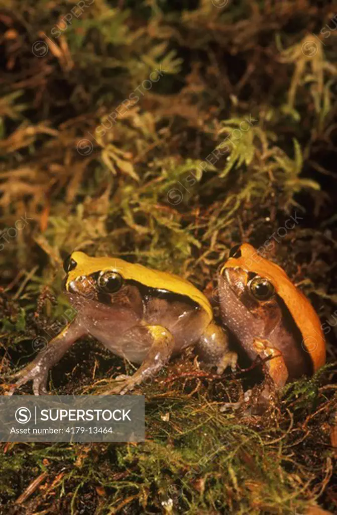 Tomato Frogs (Dyscophus guineti), IC, Madagascar