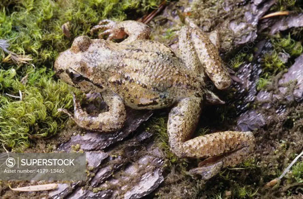 Tailed Frog (Ascaphus truei), Mt. St. Helens, WA