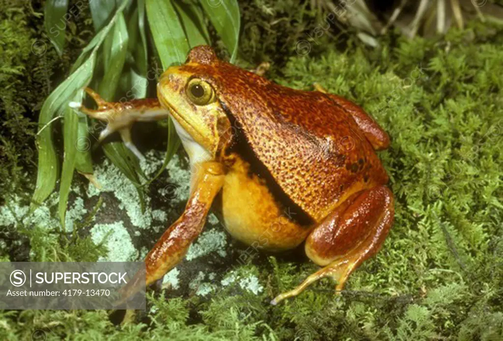 Southern Tomato Frog (Discophus insularis) Madagascar