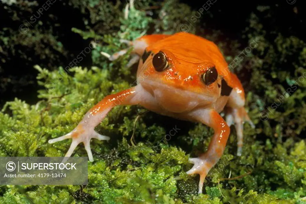 Tomato Frog (Dyscophus antongilii), Madagascar