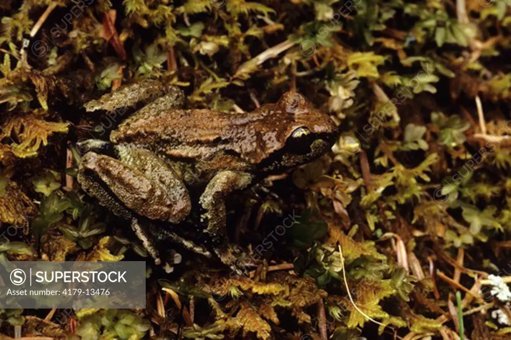 Tailed Frog (Ascaphus truei) WA