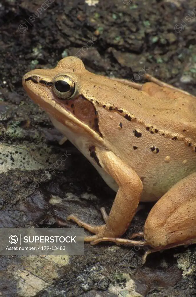 Wood Frog (Rana sylvatica), TN