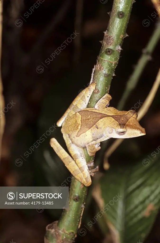 Collett's Whipping Frog (Polypedates colletti) in situ, Sabah, NE Borneo