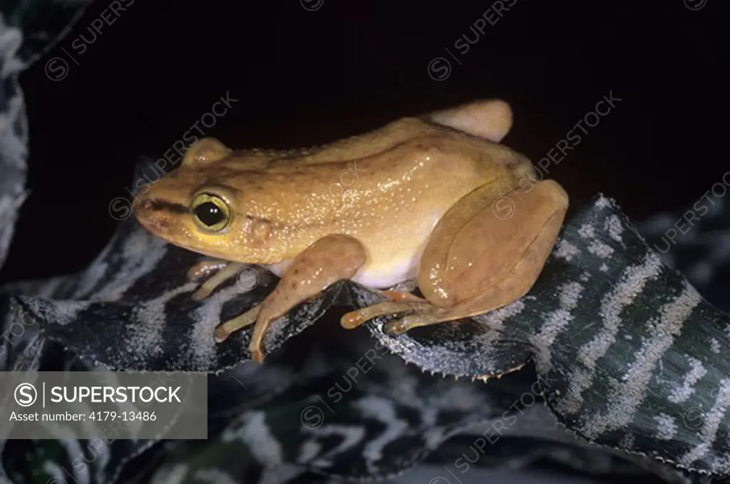 Greshoff's Wax Frog (Cryptothylax greshoffii) Cameroon, West Africa