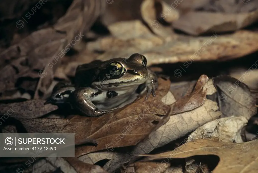 Wood Frog (Rana sylvatica) Riveredge Nature Preserve