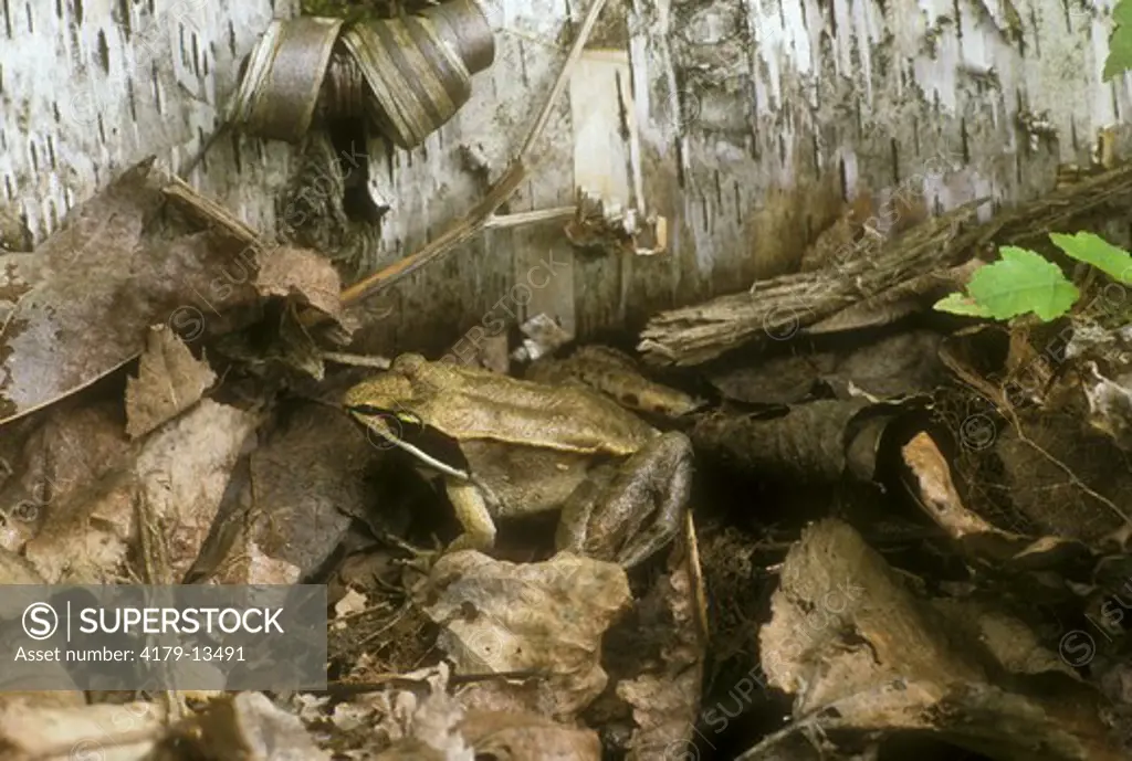 Wood Frog (Rana sylvatica) Roscommon County, Michigan log