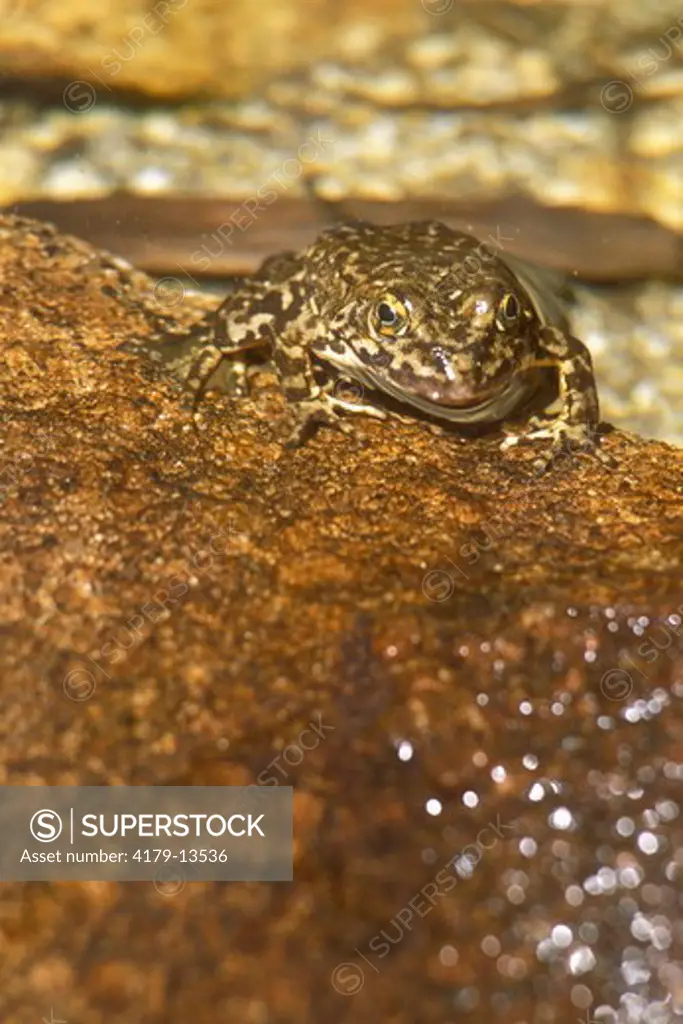 Mtn. Yellow-legged Frog at Lake Edge (Rana muscosa), Gable Lakes Basin, CA