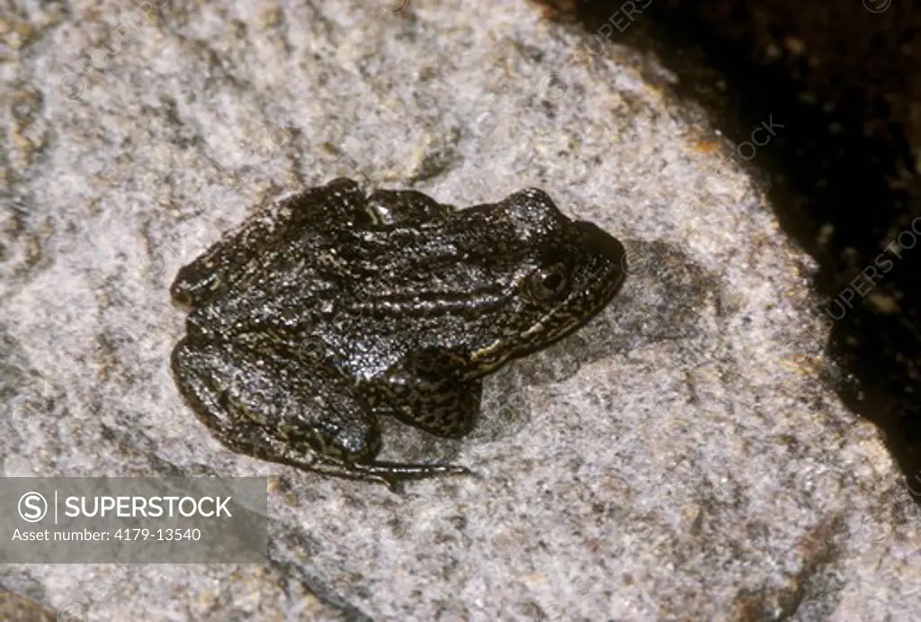 Mt. Yellow-Legged Frog (Rana muscosa) Minarets Wilderness/Madera Co., CA, California