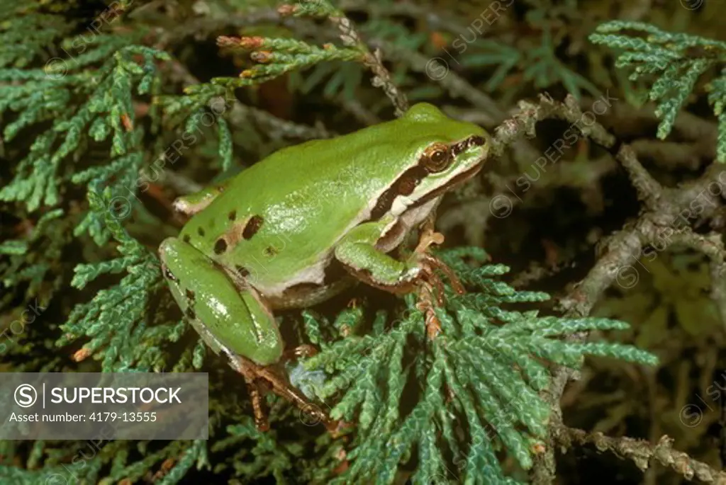 Arizona Treefrog, Hyla exima, formerly hyla wrightorum