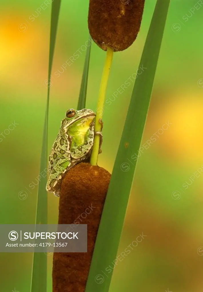 Barking Treefrog (Hyla gratiosa) on cattail. Beaufort Co., SC, South Carolina