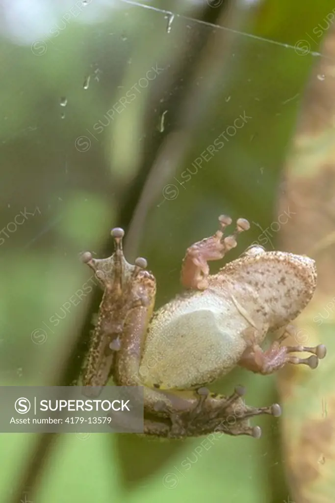 Boulenger's Treefrog (Scinax boulengeri), underside, Costa Rica on glass