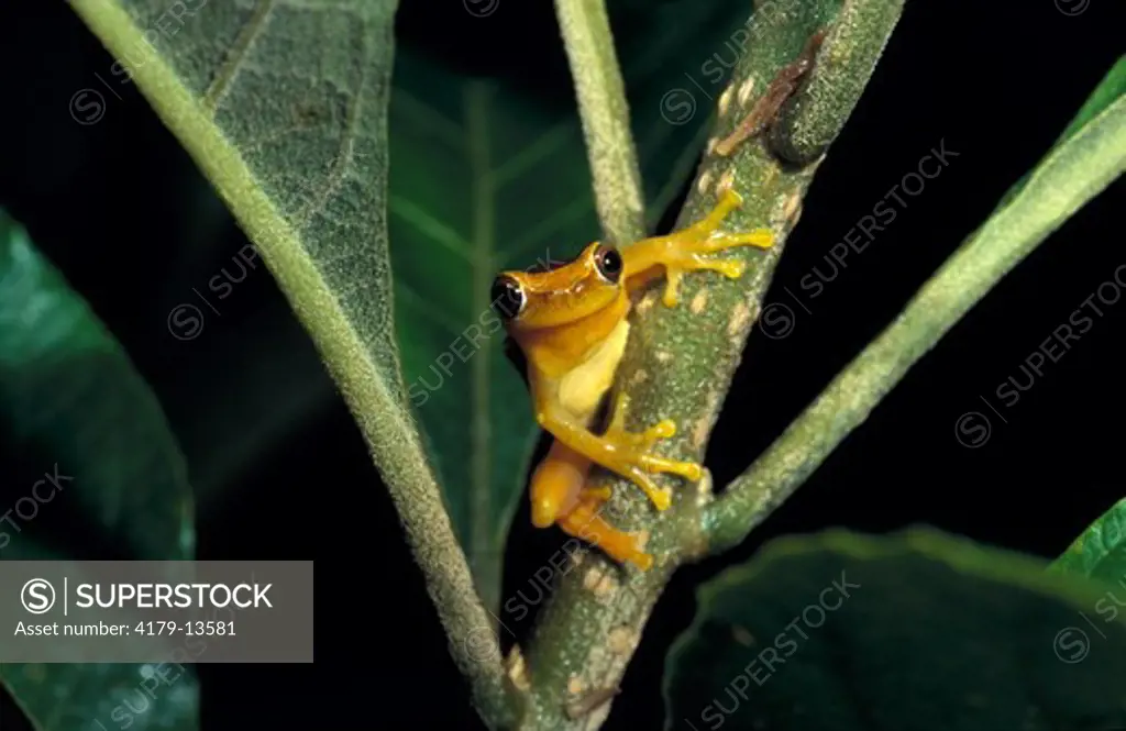 Bromeliad Treefrog (Hyla leucophyllata), Mata Atlantica, Brazil, SA