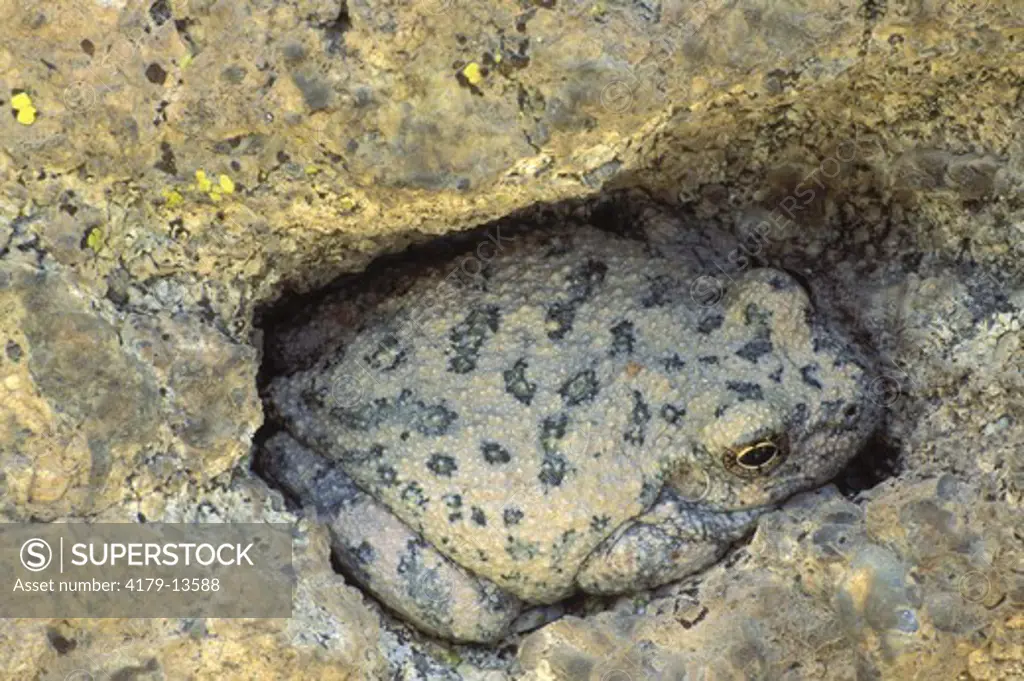 Canyon Treefrog, cryptic color (Hyla arenicolor), E. of Phoenix, AZ, Arizona
