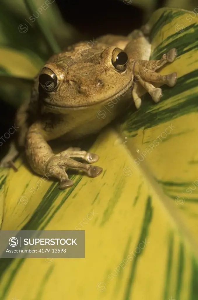 Cuban Treefrog - Summer (Osteopilus septentrionalis) Southwest Florida USA
