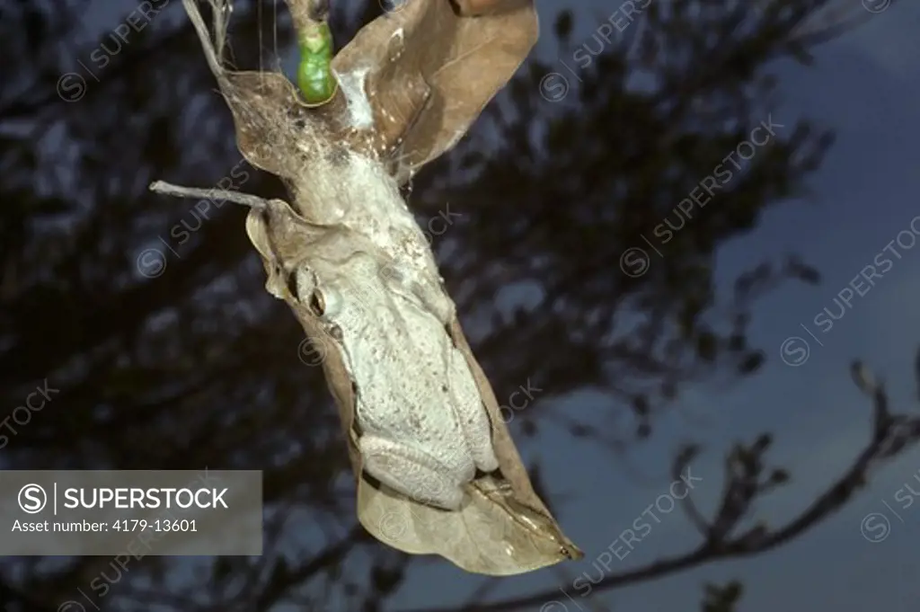 Cuban Treefrog (0steopilus septentrionalis) sleeping on Strangler Fig Leaf with Spider Egg Case, Sanibel Island, FL