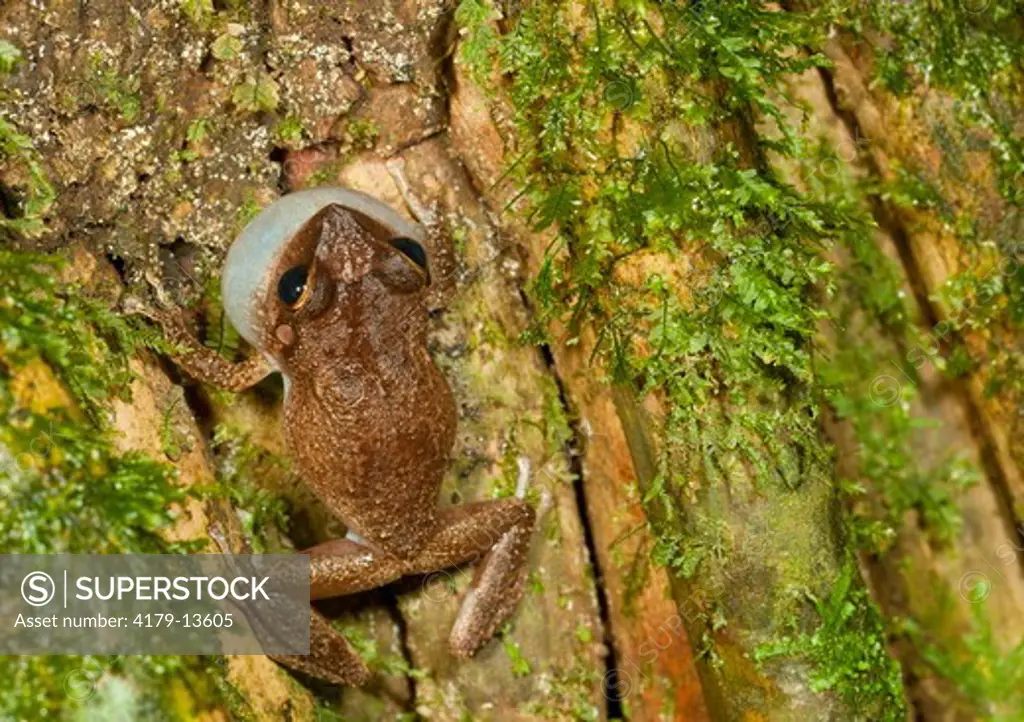 Common Coqui calling Female (Eleutherodactylus coqui) El Verde, El Yunque NF, Puerto Rico