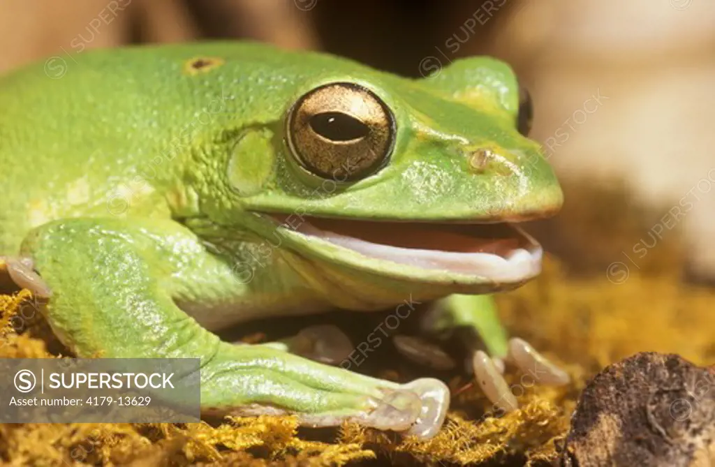 Chinese Treefrog (Racophorus dennysi) face