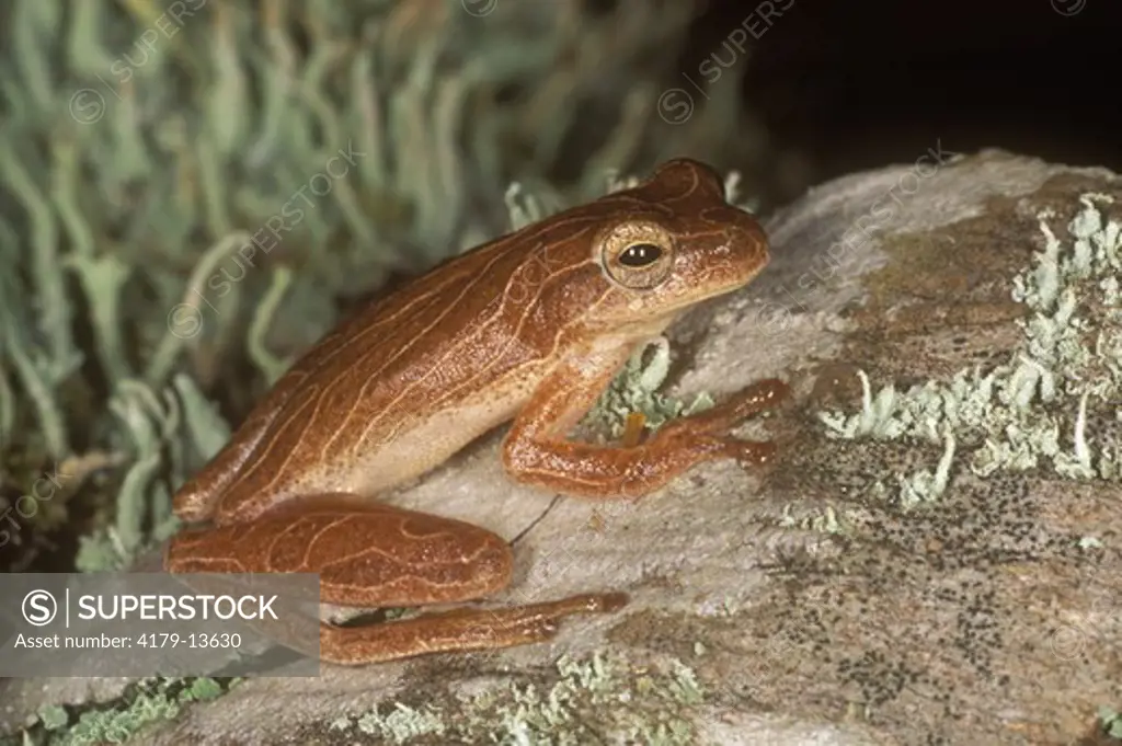 Dwarf Tree Frog      Adult (Hyla bivittata) 3/4 Long/Paraguay