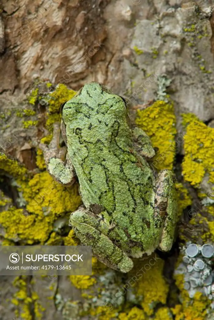 Gray Tree Frog (Hyla versicolor) on tree bark, Minnesota camouflage