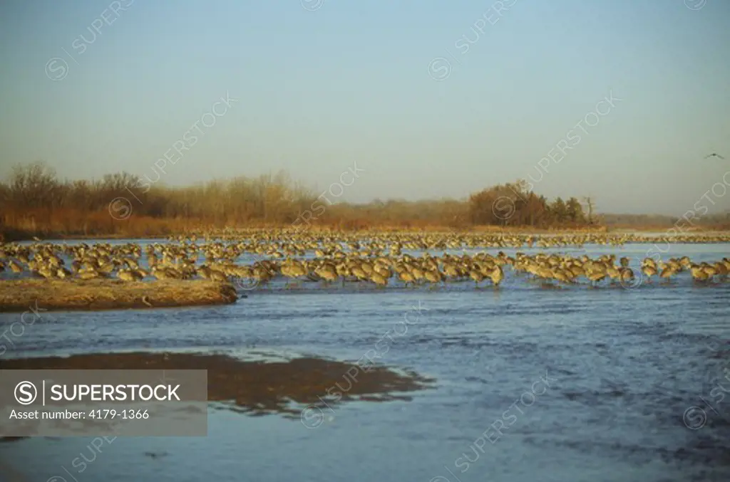 Sandhill Cranes (Grus canadensis) in Platte River near Kearney, Nebraska