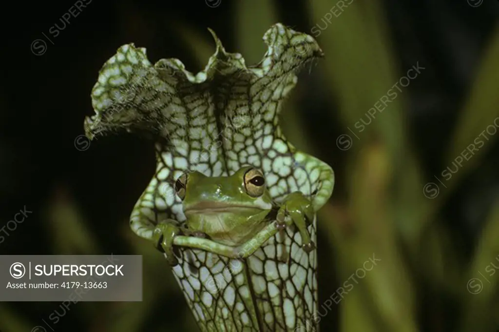 Green Treefrog (Hyla cinerea) in Huntsman Horn Pitcher Plant