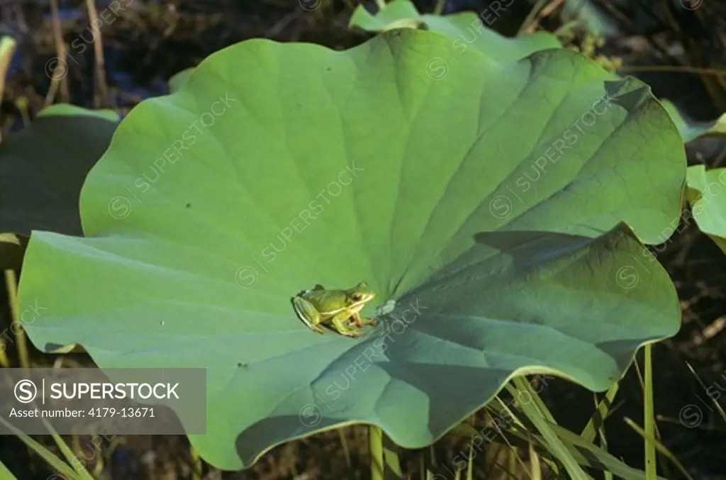 Green Treefrog (Hyla cinerea) on American Lotus leaf, Tunica Hills, Louisiana