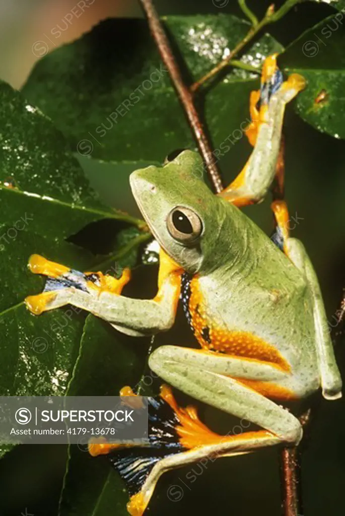 Blue-webbed Gliding Treefrog (Rhacophorus reinwardtii) captive