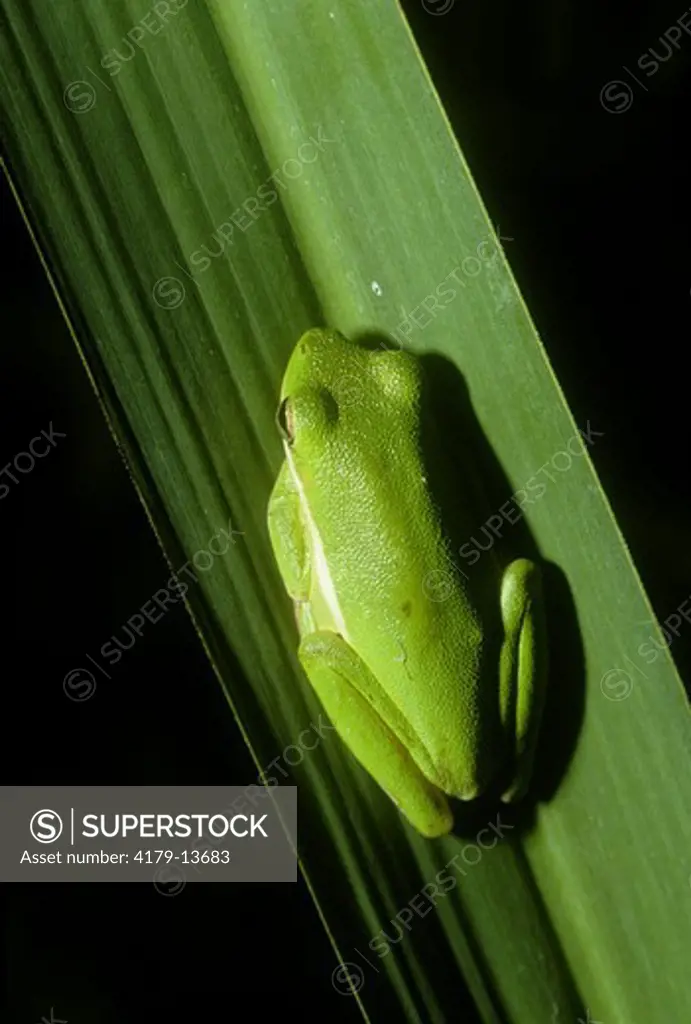 Green Treefrog (Hyla cinerea) on Sawgrass Blade, Jean Lafitte NHP, LA