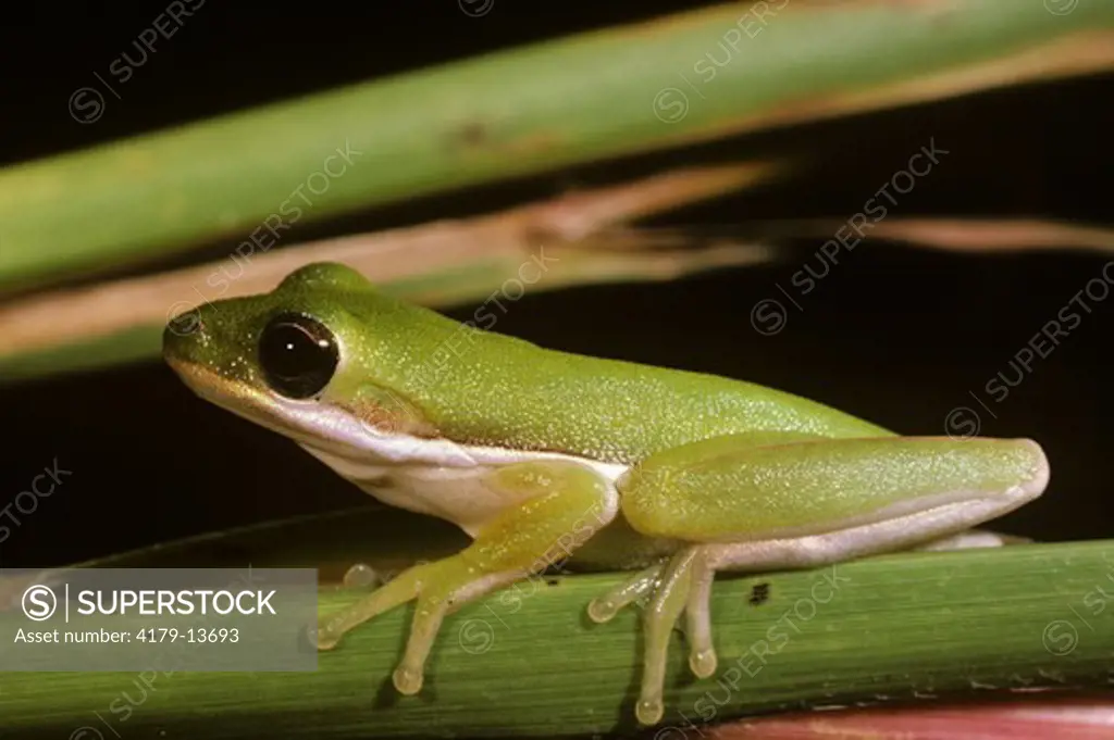 Green Treefrog (Hyla cineraea) Myakka River State Park, Florida