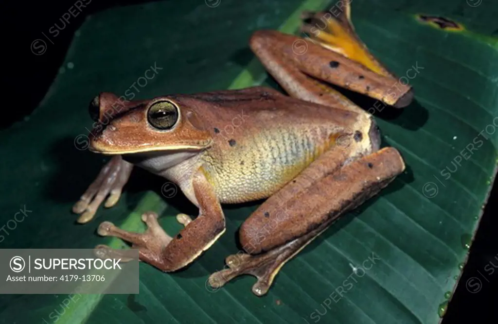 Gladiator Treefrog (Hyla faber), Brazil, SA