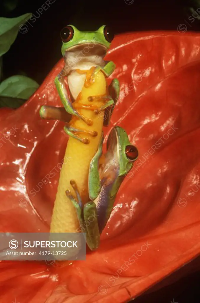 Misfit Treefrog (Agalychnis saltator) Carribean