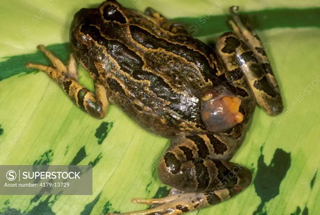 Marsupial Treefrog female showing eggs & developing yg (Gastrotheca marsupiata) on back