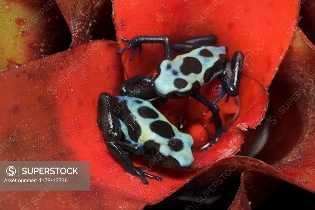 Green Leopard Dyeing Poison Dart Frogs (Dendrobates tinctorius) on Bromeliad, South America / Range = French Guiana, Surinam, Guyana, and Brazil