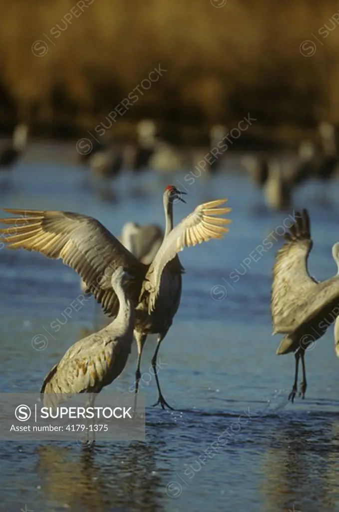 Sandhill Cranes (Grus canadensis) in Platte River near Kearney, NE