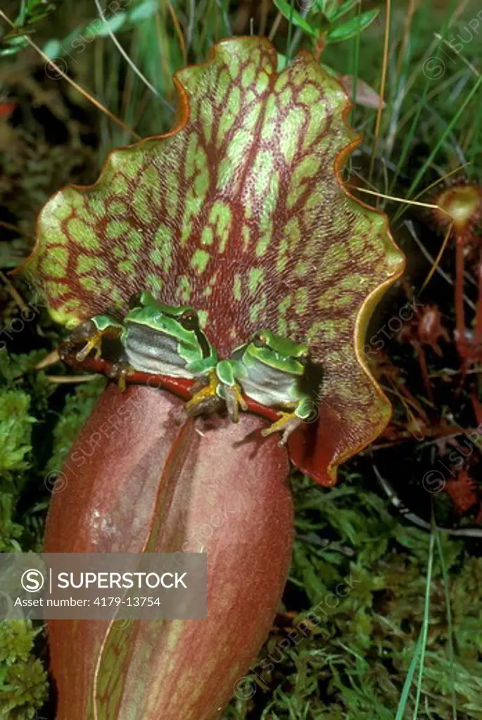 Pine Barrens Treefrogs (Hyla andersoni), in pitcher plant blossom