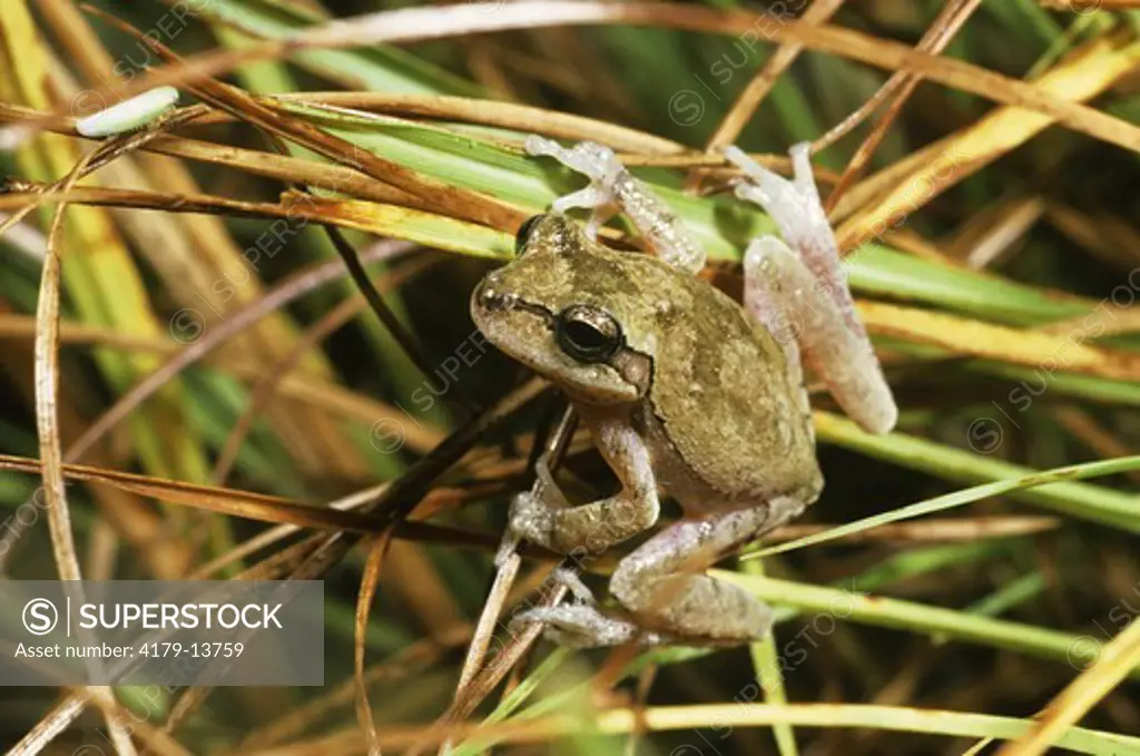 Pine Woods Treefrog (Hyla femoralis) FL