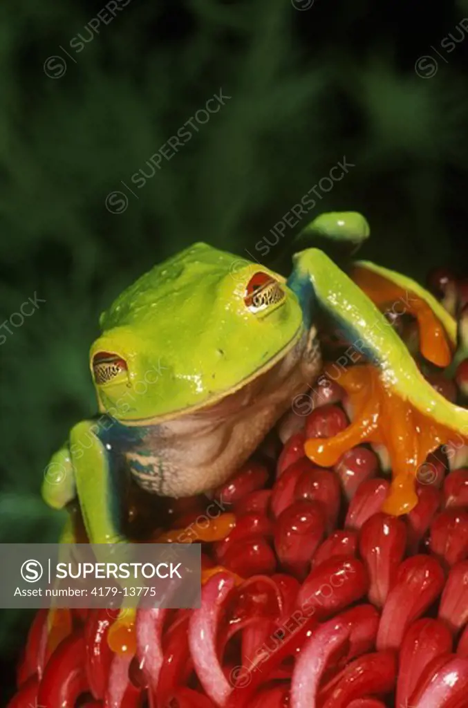 Red-eyed Treefrog, IC (Agalychnis calidryas), Central & South America