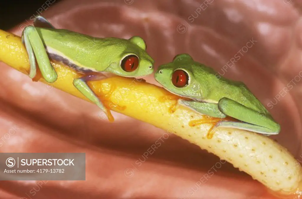 Red-eyed Treefrogs / Red-eyed Leaf Frogs (Agalychnis callidryas) pair on Anthurium, range = Mexico to Panama