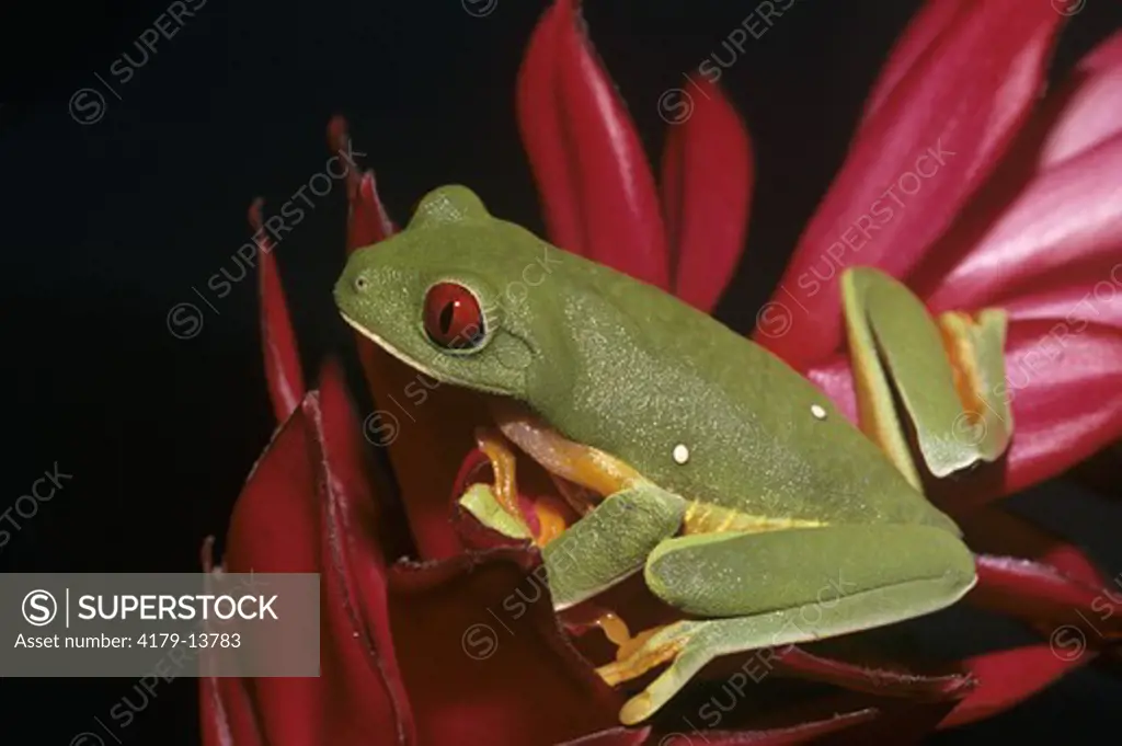 Gliding Leaf Frog / Red-eyed Treefrog (Agalychnis spurrelli) Pacific Coast, Costa Rica, range = Costa Rica to Colombia
