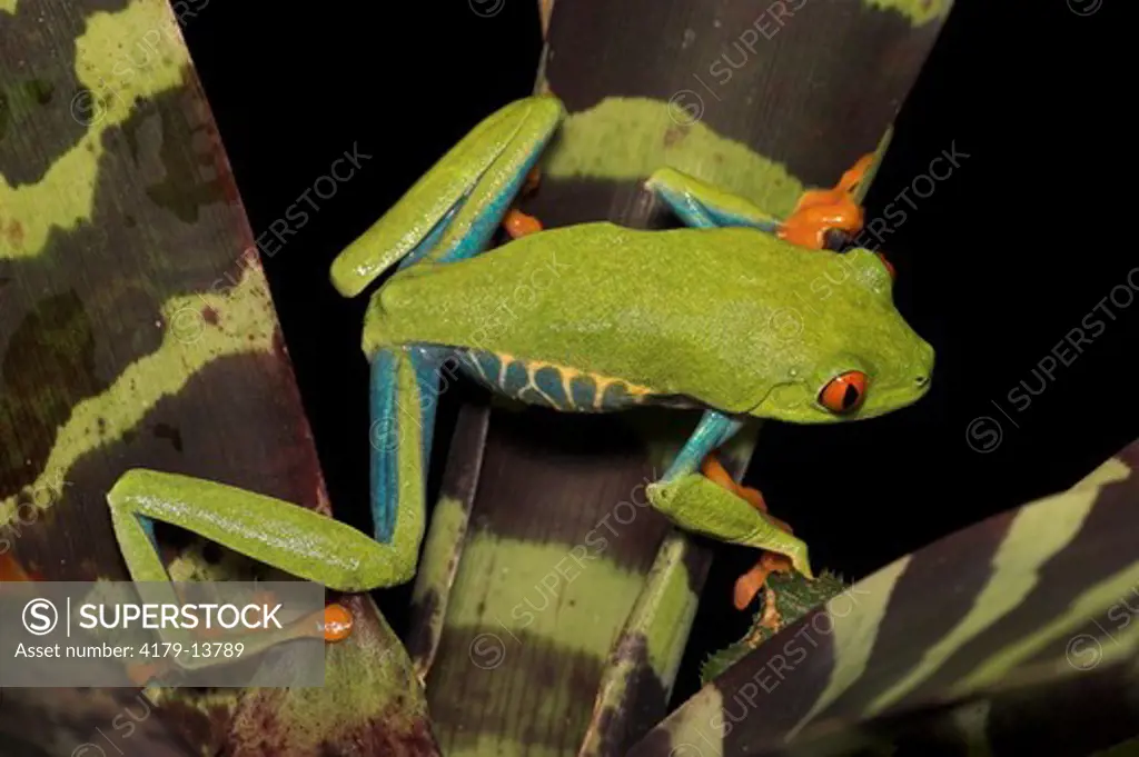 Red-Eyed Treefrog (Agalychnis callidryas) on Bromeliad, Range = Mexico to Panama